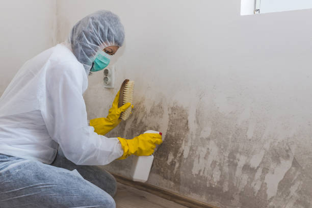 Best Mold Testing  in Wedgefield, SC