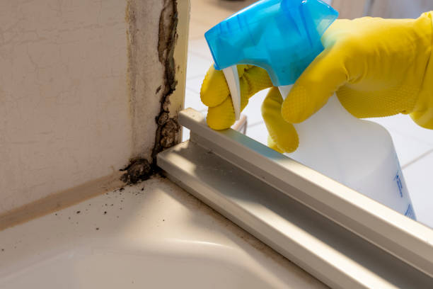 Best Best Mold Removal Companies  in Wedgefield, SC