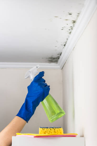 Best Mold Remediation Experts  in Wedgefield, SC