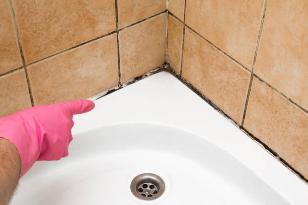 Best Crawl Space Mold Removal  in Wedgefield, SC