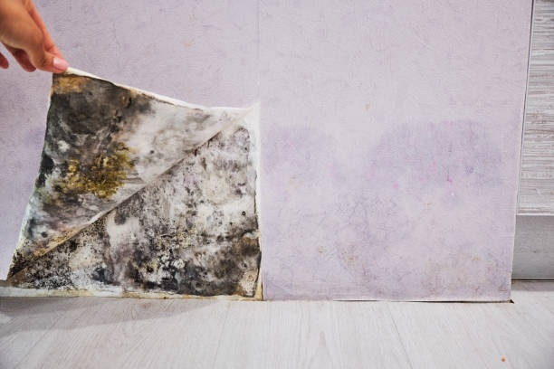 Best Attic Mold Removal  in Wedgefield, SC